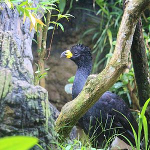 Crax  fasciolata / Bare-faced Curassow ; male