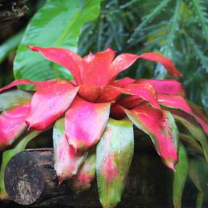 Neoregelia sp. / Bromeliad