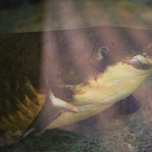 Expressing some curiosity