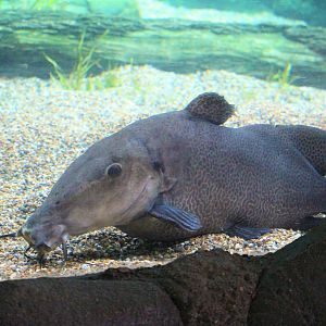 "Out of Africa" - Auchenoglanis occidentalis / Giraffe catfish