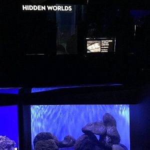 Sculptured slipper lobster exhibit