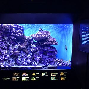 Sheltered reef exhibit