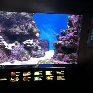 Young reef exhibit