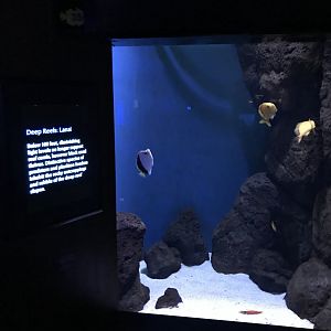 Deep reef exhibit