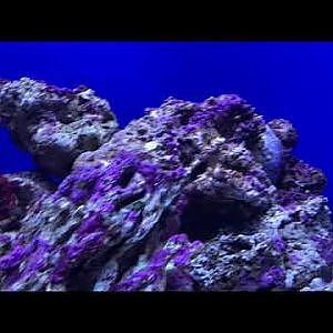 Waikiki Aquarium moray eels