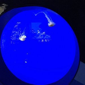 Japanese sea nettle exhibit