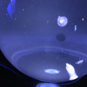 Moon jellyfish exhibit(?)