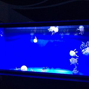 Spotted lagoon jelly