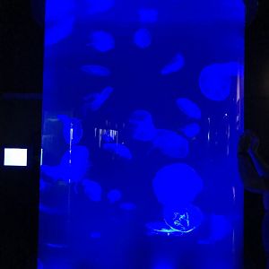 Moon jellyfish exhibit