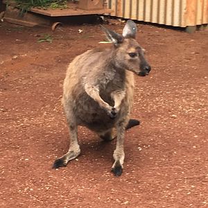 Anyone know what kind of wallaby this is?