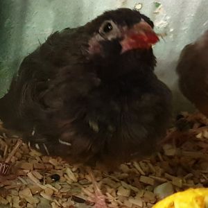 Black-faced quailfinch