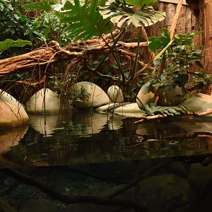 Indian Gharial enclosure