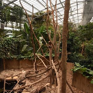 Prehensile-tailed Porcupine enclosure