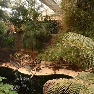 Slender-snouted Crocodile enclosure