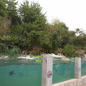 Humboldt Penguin enclosure