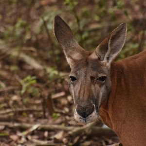 male Red Kangaroo