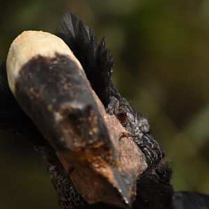 Grey-cheeked Hornbill