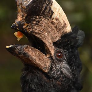 Grey-cheeked Hornbill