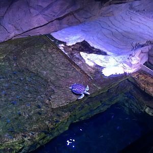 Green Sea Turtle Exhibit