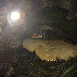 Red Eyed Crocodile Skink