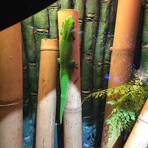 Giant Madagascan Day Gecko