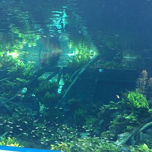 Tropical Aquarium