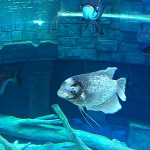 Giant Gourami