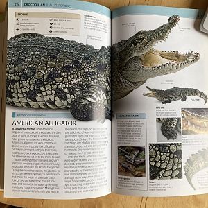 Funny mistake in a Reptile book