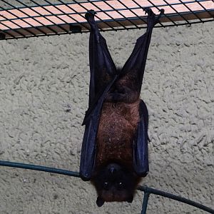 Madagascar Flying Fox (Pteropus rufus)