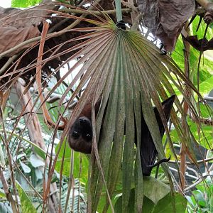 Madagascar Flying Fox (Pteropus rufus)