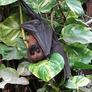 Madagascar Flying Fox (Pteropus rufus)