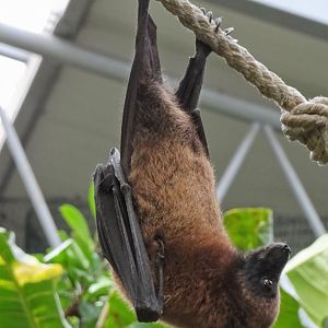 Madagascar Flying Fox (Pteropus rufus)