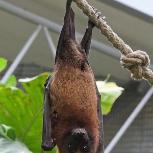 Madagascar Flying Fox (Pteropus rufus)