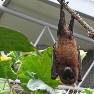 Madagascar Flying Fox (Pteropus rufus)