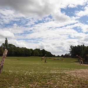 Giraffe & Rhino savanna