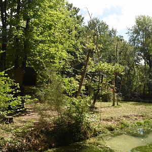 Pygmy Hippo & Roloway Monkey enclosure
