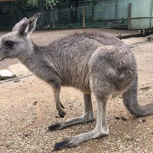 Eastern Or Western Gray Kangaroo?