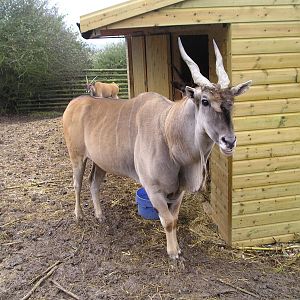 Eland - Port lympne 05