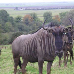 Wildebeest - Port lympne 05
