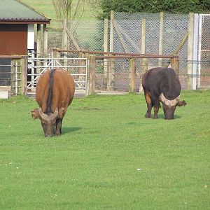 Forest buffalo - Africa Alive 05