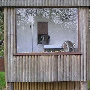 Ring-tailed lemur hut - Africa Alive 05