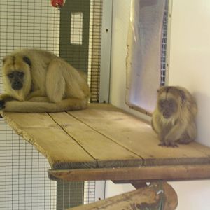 Female howler monkey and baby - Twycross zoo 05