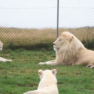 White lions - West midlands safari park 07