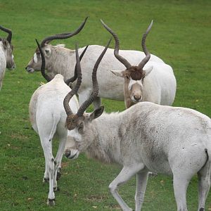 Addax - West midlands safari park 07