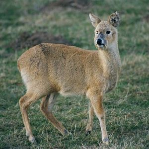 Chinese water deer - Whipsnade zoo