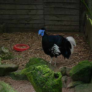 Crested Fireback