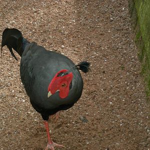 Siamese Fireback