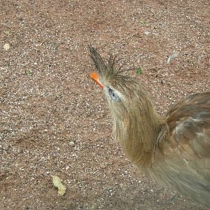 Crested Seriama
