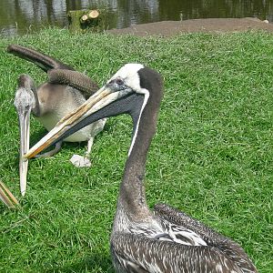 Brown Pelican