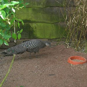 Grey peacock pheasant